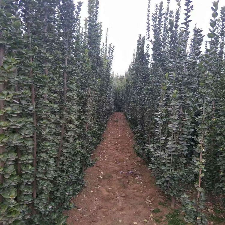 潍坊2.5米北海道黄杨常绿灌木