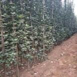 蚌埠绿篱用绿化北海道黄杨树苗恒诚苗木图片0