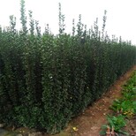 蚌埠绿篱用绿化北海道黄杨树苗恒诚苗木图片2