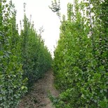 蚌埠绿篱用绿化北海道黄杨树苗恒诚苗木图片3