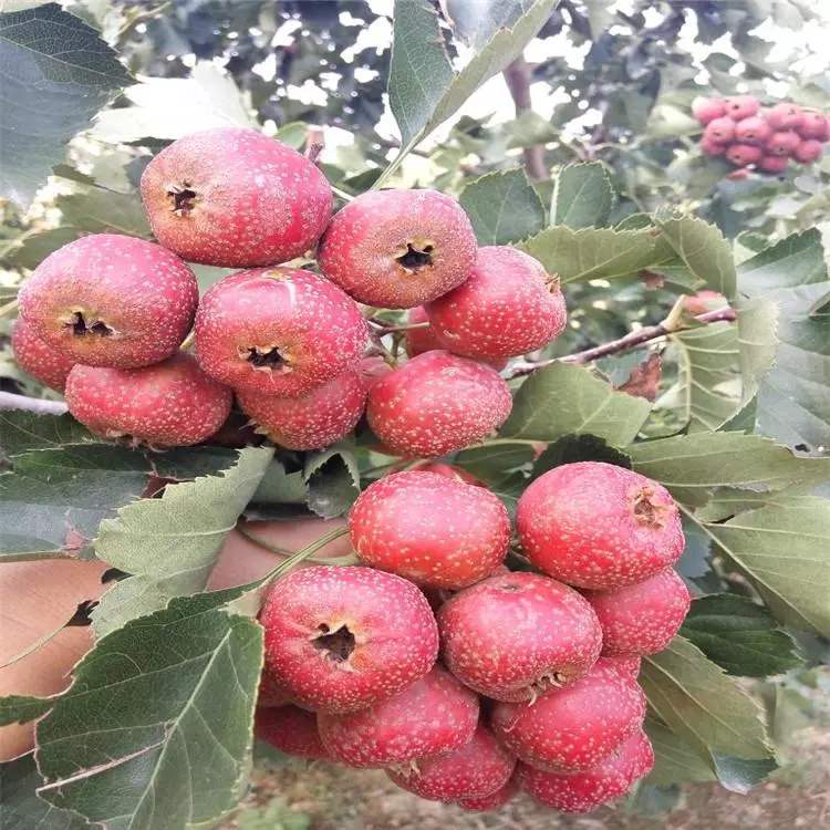 沧州三年生山楂苗根系发达山楂苗基地