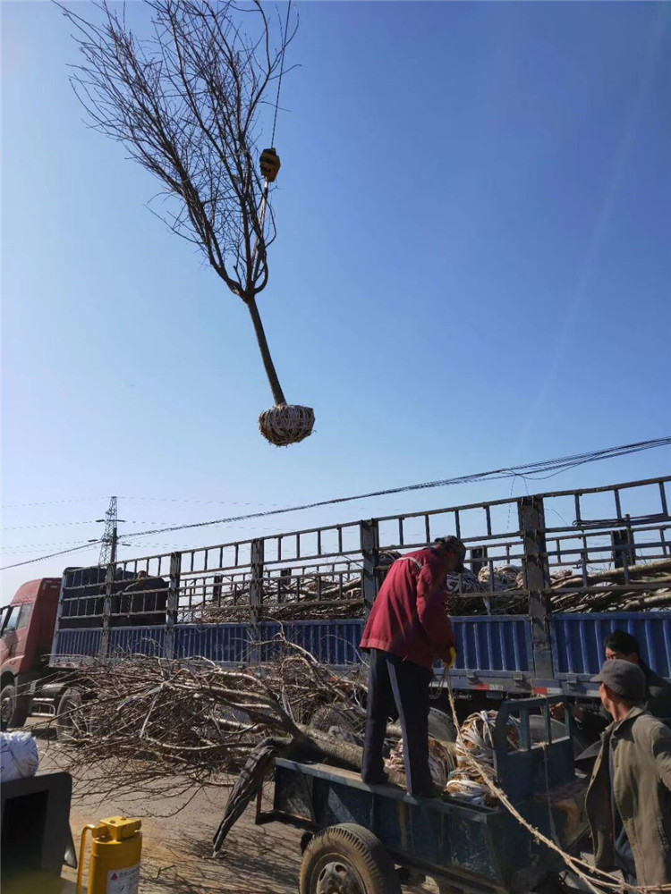 早樱树泰安樱花苗赣州根系发达成活高