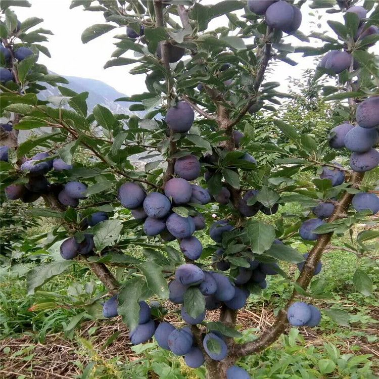 鄢陵縣西梅樹的全年管理保濕郵寄質(zhì)量好