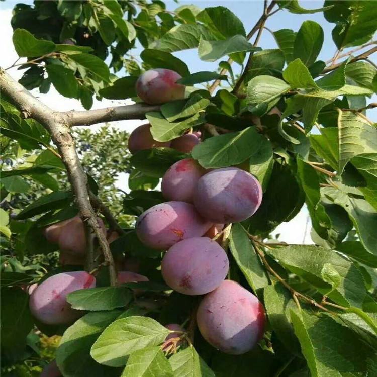 邵陽西梅樹現(xiàn)貨供應基地
