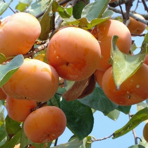 廊坊陽(yáng)豐甜柿子苗口感好甜柿子