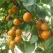 朝陽豐園杏苗杏樹價格