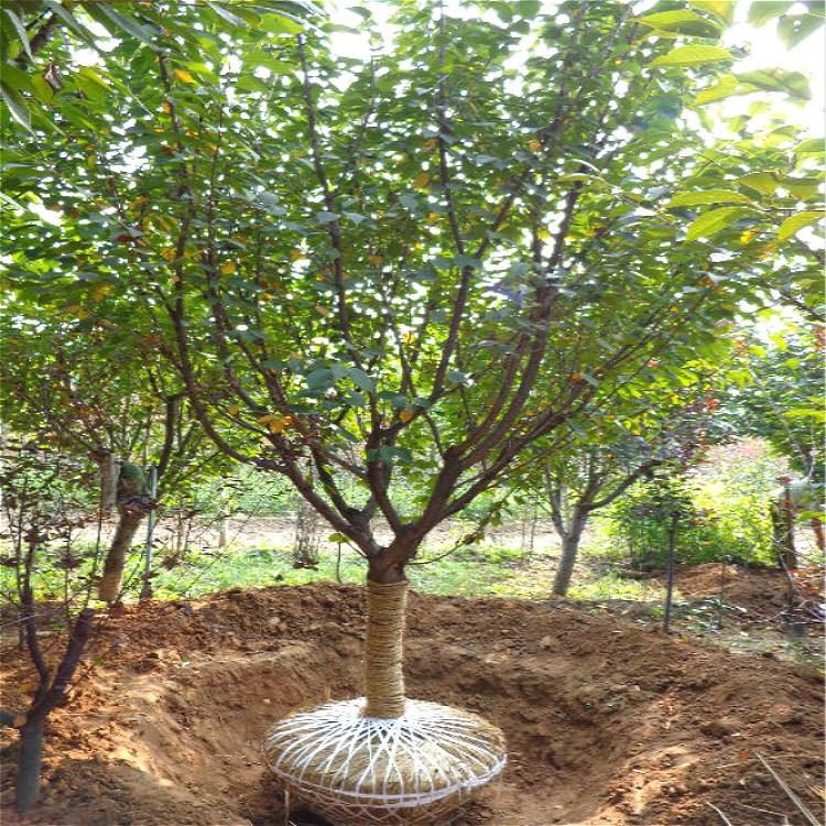 仙桃1.5米高桿櫻花基地貨源基地看圃起苗