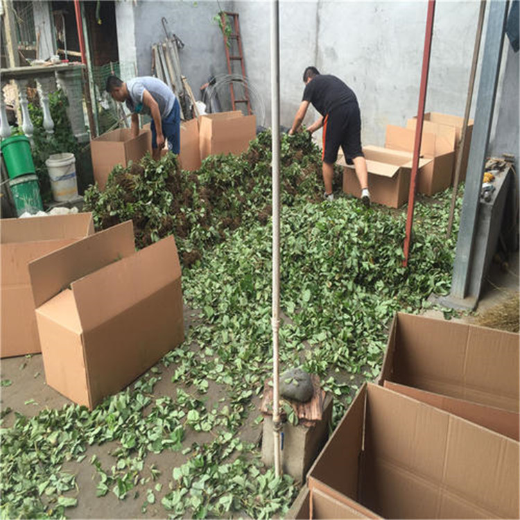 南京草莓苗供應(yīng)基地價格歡迎購買洽談合作