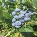 河南安阳盆栽蓝莓苗栽培现挖现卖价格优惠欢迎购买