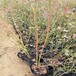 陜西西安藍莓苔蘚苗基地供應價格低