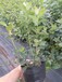 衢州5年蓝莓苗价格半高丛蓝莓苗批发价格