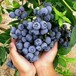 金华5年蓝莓苗价格看圃挖苗保湿邮寄