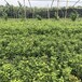 甘肅張掖藍莓苗培育批發現挖現賣價格優惠歡迎購買