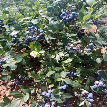 湖北黄冈盆栽蓝莓苗栽培现挖现卖质量好