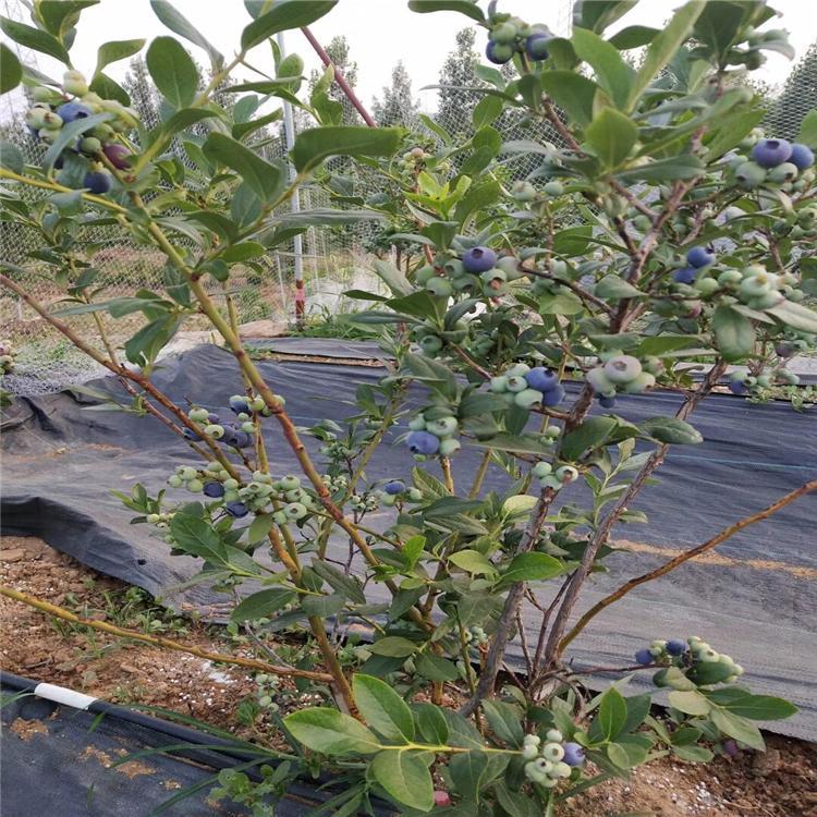 安徽合肥北方藍莓苗南方藍莓樹現(xiàn)挖現(xiàn)賣質(zhì)量好