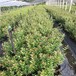 甘肅定西北陸藍莓苗規格大小有價格優惠