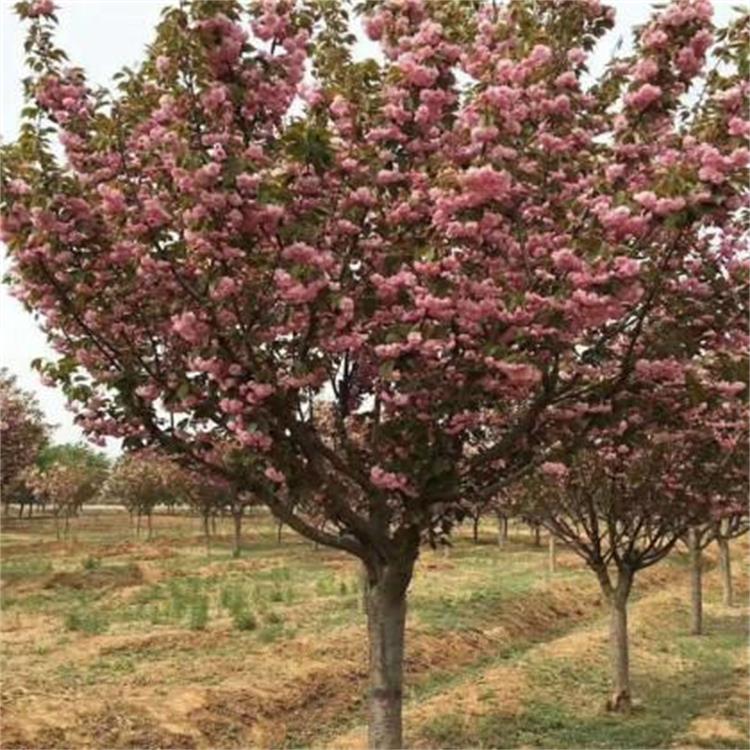 呼和浩特樱花苗基地工程绿化用南北种植