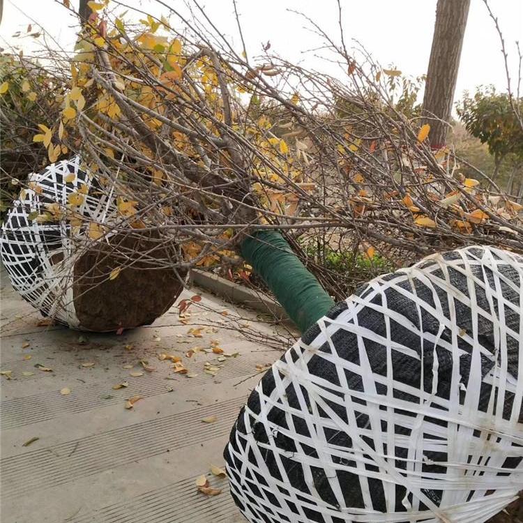 鄂爾多斯陜西櫻花苗大量供應質量好