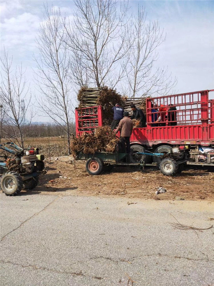 呼和浩特樱花苗基地工程绿化用南北种植