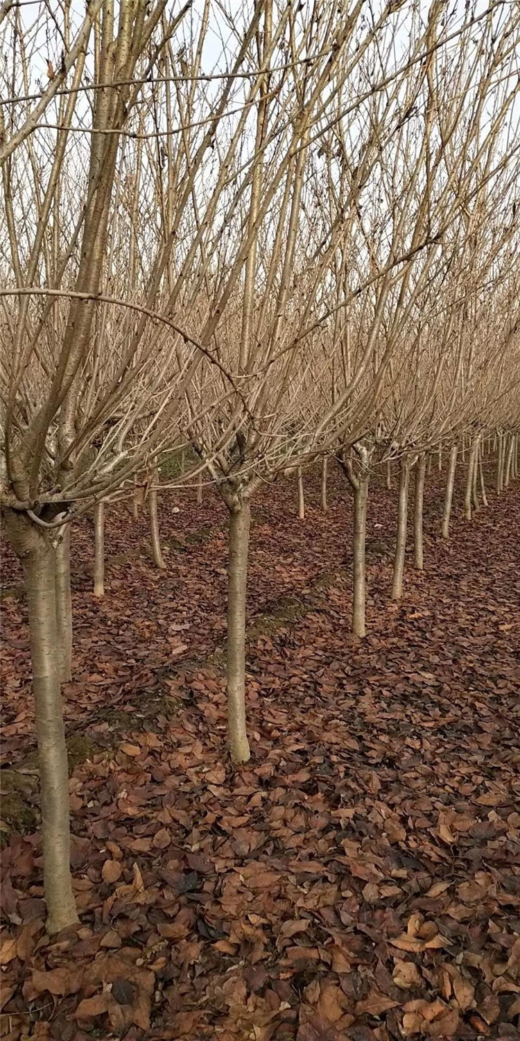 淄博4公分樱花苗量大优惠大量批发