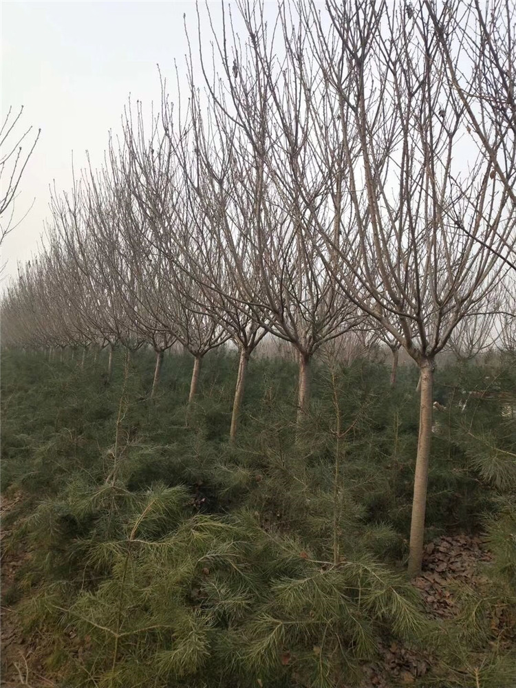 鄂爾多斯陜西櫻花苗大量供應質量好
