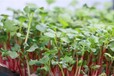 红豆芽苗菜的种植方法