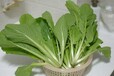 白菜芽苗菜的培育种植方法