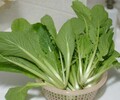 白菜芽苗菜的培育種植方法