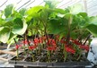 辣椒芽芽苗菜的种植技巧！