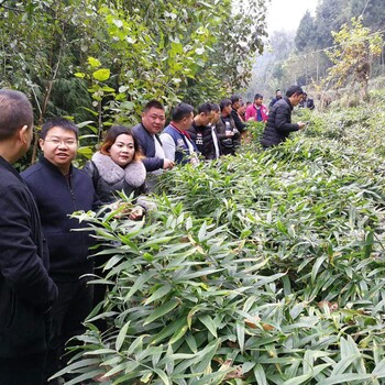 贵州毕节黄精种苗块茎黄精基地黄精种植技术