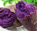 河南紫薯粉（脱水蔬菜粉）产地直销厂家批发无添加