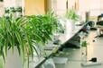 南山科技园绿植租赁办公楼植物租摆定期上门养护