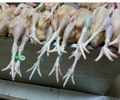 乌鲁木齐帕戈郎家禽定点屠宰溯源脚环一物一码促进食品安全管理