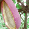 贵州八月瓜新鲜水果上市牛卵坨八月炸木通野香蕉包邮
