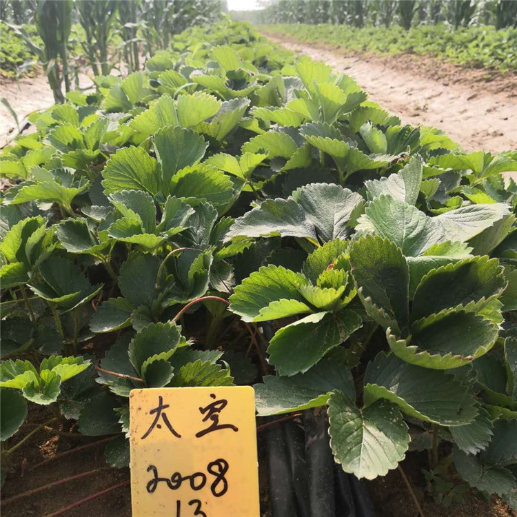 新闻：邯郸牛奶草莓苗零售价新中苗木欢迎您