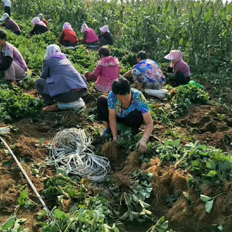 新闻：宜宾京泉香草莓苗基地供应新中苗木欢迎您