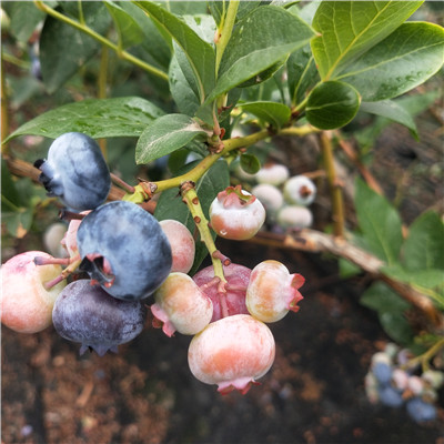 梅州粉红佳人蓝莓苗品种
