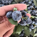 粉红佳人蓝莓苗品种粉红佳人蓝莓苗技术指导