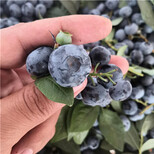 智利杜克蓝莓苗基地价格及报价蓝莓苗批发价格图片0