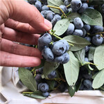 蓝莓苔藓苗管理方法、蓝莓苔藓苗种植技术