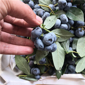 珠宝蓝莓苗繁育基地珠宝蓝莓苗品种
