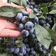 灿烂蓝莓苗品种纯度高苏西蓝蓝莓苗批发价格