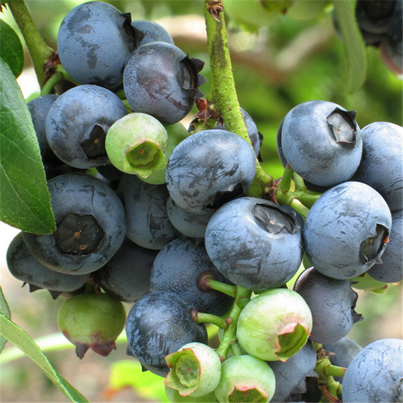 春高蓝莓苗管理方法、春高蓝莓苗种植技术