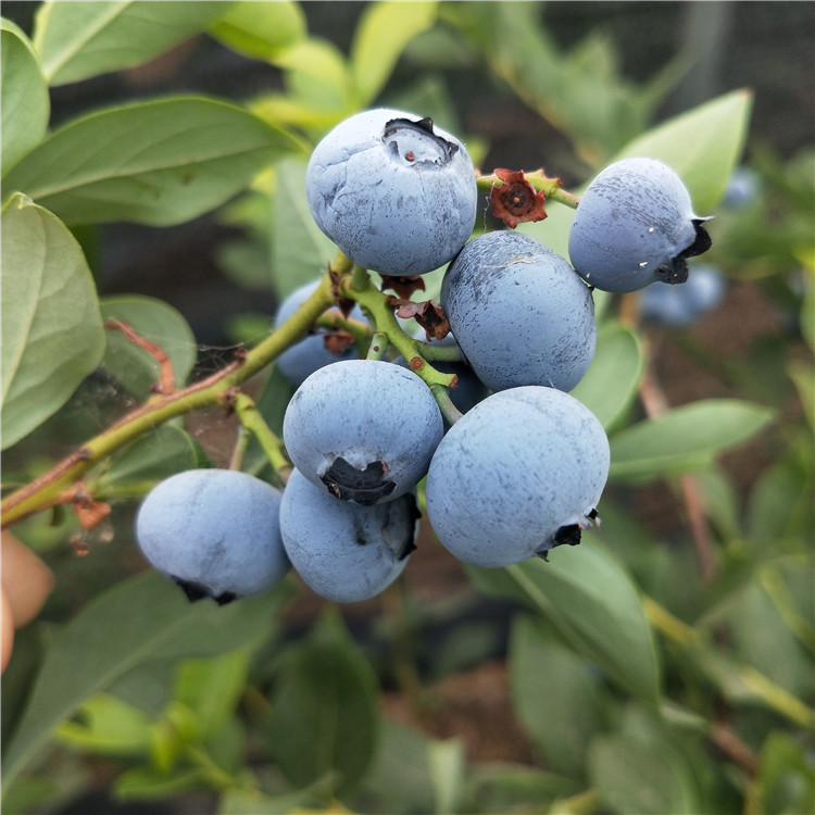 蓝莓苔藓苗报价