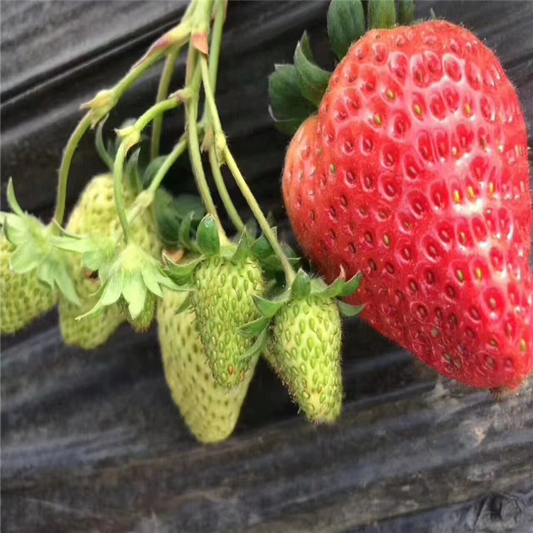 硕丰草莓苗、硕丰草莓苗培育方法