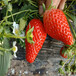 白雪草莓苗零售价、惠州草莓苗批发优惠