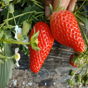 京泉香草莓苗零售价、巴彦倬尔草莓苗批发价格