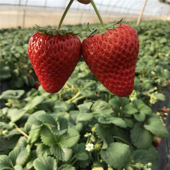 新闻：辽源日本99草莓苗报价新中苗木欢迎您