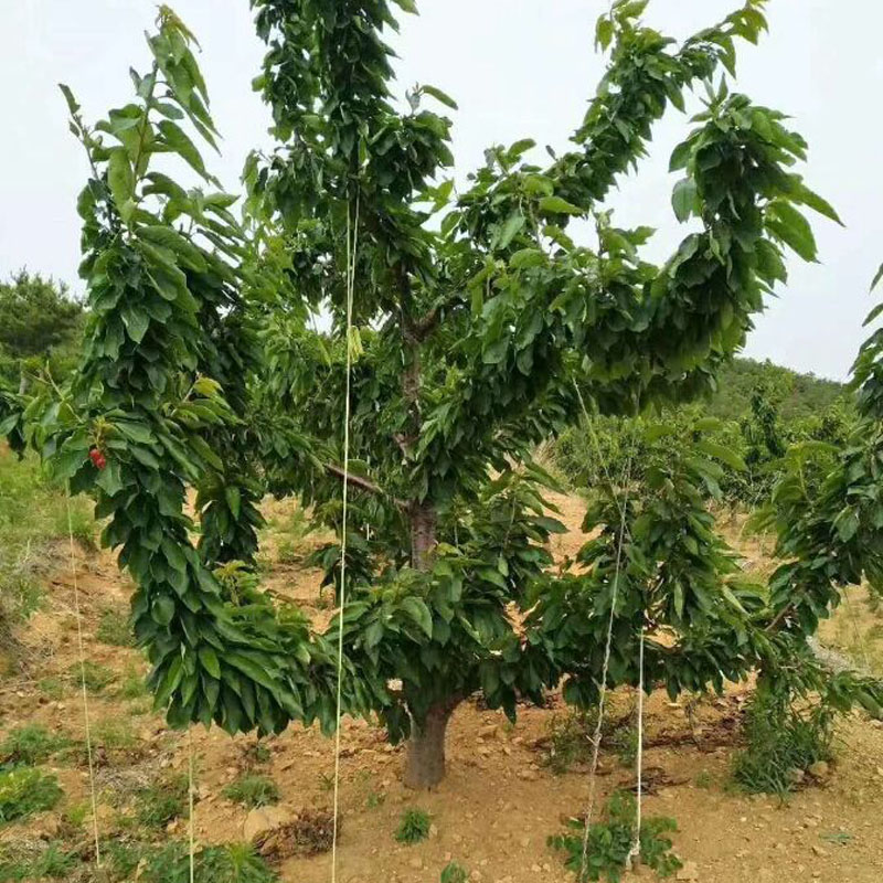 一根棍大櫻桃樹(shù)種植時(shí)間 一根棍大櫻桃樹(shù)基地