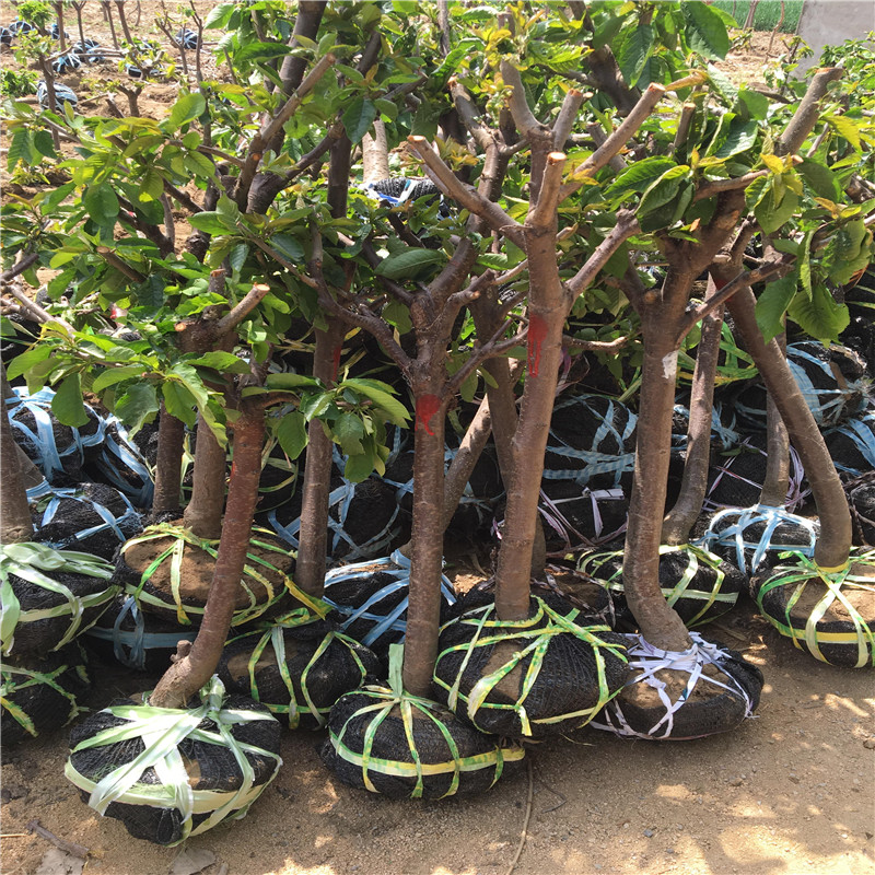 一根棍大櫻桃樹(shù)種植時(shí)間 一根棍大櫻桃樹(shù)基地